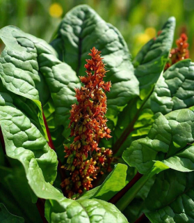 Rumex acetosa